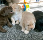 Labradorsk� retr�vr