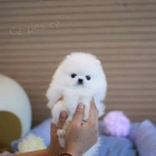N�meck� �pic. Mini pomeranian bez PP