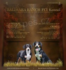 Entlebu�sk� sala�n�cky pes