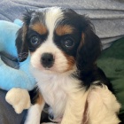 Kaval�r king charles �pan�l -