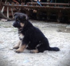 N�meck� ov��k s PP