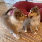 Prod�m �t��ata shetlandsk�ho ov��ka o�kovan� a od�erven�.