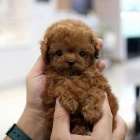 �ern�, meru�kov�, b�l� a hn�d� mini hra�ka �t��ata pudla k adopci. 