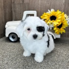 Prod�m zdrav� a o�kovan� �t��ata mini hra�ek Havamalt.