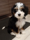 Prod�m zdrav� a o�kovan� �t��ata mini hra�ek Bernedoodle.