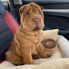 Prod�m zdrav� �t��ata o�kovan� shar-pei.