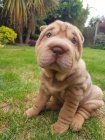 Prod�m zdrav� �t��ata o�kovan� shar-pei.