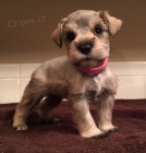 Prod�m ZDRAV�, O�KOVAN� a od�erven� �t��ata mini fenek a mal�ch kn�ra��.