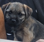 Prod�m �t��ata border teri�ra.