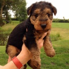 Prod�m kr�sn� O�KOVAN� a od�erven� �t���tka Airedale teri�ra