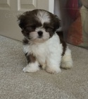 Prod�m hygienicky a soci�ln� vy�kolen� �t��ata SHIH TZU