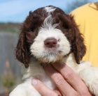 Springerdoodle �t��ata k adopci