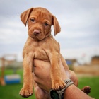 VIZSLA �T��ATA K Adopci