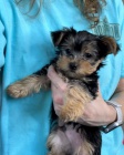 O�KOVAN� A OD�ERVOVAN� �T���TKO YORKIPOO
