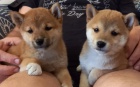 Nab�z�m �t��ata shiba inu