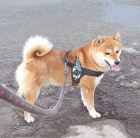 Nab�z�m �t��ata shiba inu