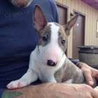 Prod�m �t��ata MINI BULLTERI�RA