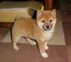 �T��ATA MINI SHIBA INU.