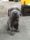 Prod�m �t��ata italsk�ho Cane Corso