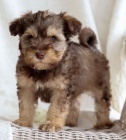 Mini Schnoodle �t��ata na prodej