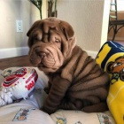 Prod�m zdrav� �t��ata shar-pei.