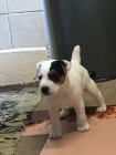 Prod�m �t��ata jack russell teri�ra.