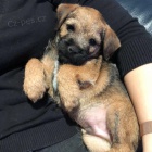 Prod�m �t��ata border teri�ra.