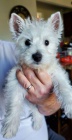 Prod�m mini mini �t��ata West Highland White Terriers