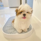 Prod�m �t��ata SHIH TZU