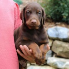 Prod�m �t��ata dobrmana.