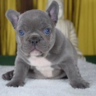 Prod�m �t��ata francouzsk�ho buldo�ka.