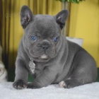 Prod�m �t��ata francouzsk�ho buldo�ka.