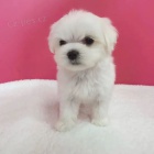 Prod�m o�kovan� �t��ata malt�z�k�.