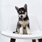 Prod�m �t��ata ALASKAN KLEE KAI