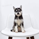 Prod�m �t��ata ALASKAN KLEE KAI