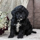 Springerdoodle �t��ata k adopci