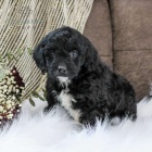 Springerdoodle �t��ata k adopci