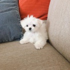 malt�zsk� �t��ata na prodej.