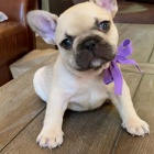 Prod�m �t��ata francouzsk�ho buldo�ka.