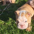 Prod�m �t��ata anglick�ho buldo�ka