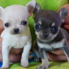 Prod�m MINI �t��ata �ivavy