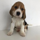 �T��ATA BEAGLE