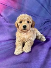 Prod�m �t��ata Mini Schnoodle.