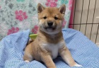 Prod�m rozko�n� miminka �t��ata shiba inu