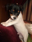 Prod�m �t��ata jack russell teri�ra.