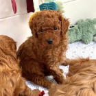 Prod�m �t��ata Maltipoo.