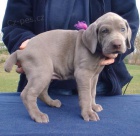 Prod�m �t��ata n�meck� dogy