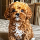 Prod�m �t��ata Cavapoo.
