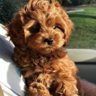 Prod�m �t��ata Cavapoo.