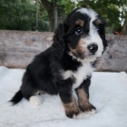 Prod�m �t��ata Bernedoodle.